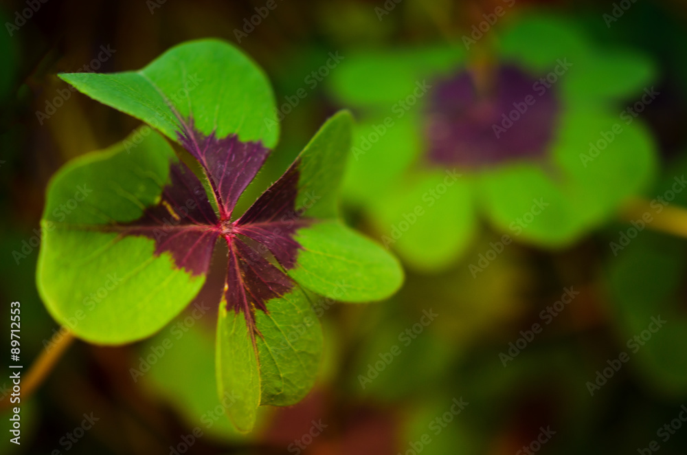 Glücksklee für Dich! StockFoto Adobe Stock