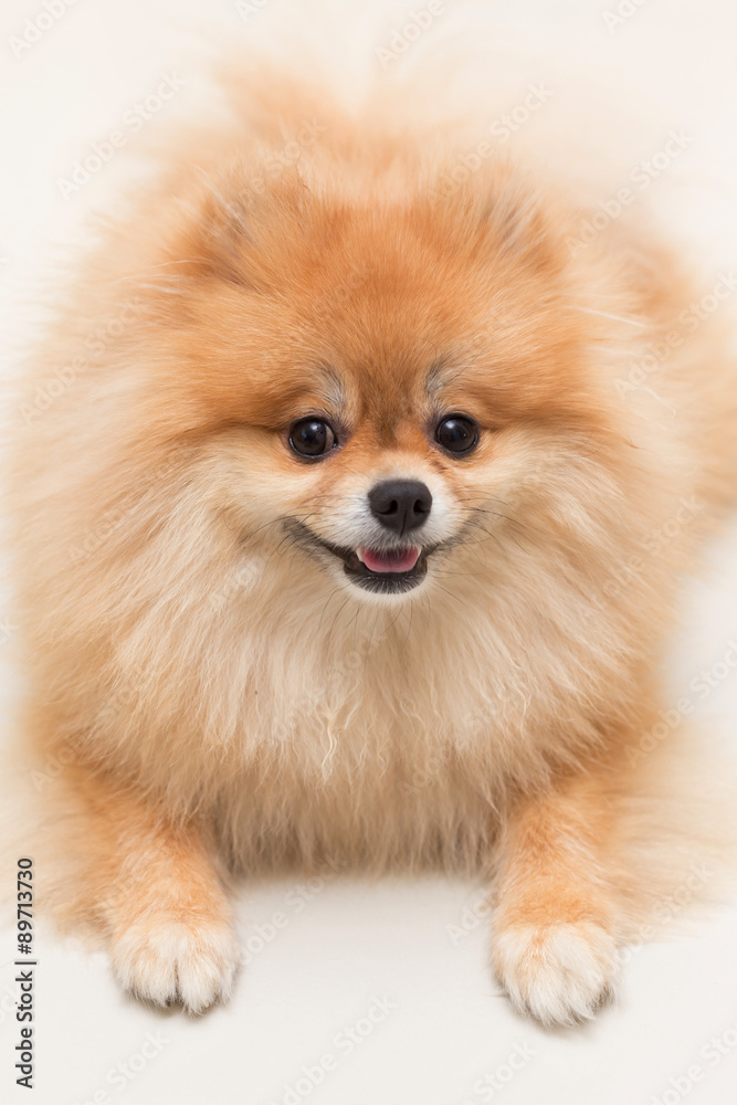 Obraz premium pomeranian dog cute pets happy in home
