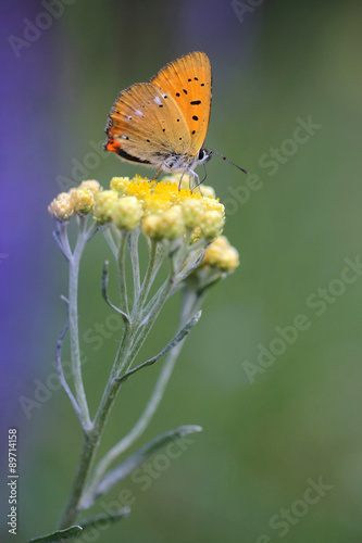Immortelle - Helichrysum arenarium is also known as dwarf everlast with butterfly