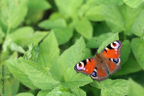 Peacock Butterfly on green background