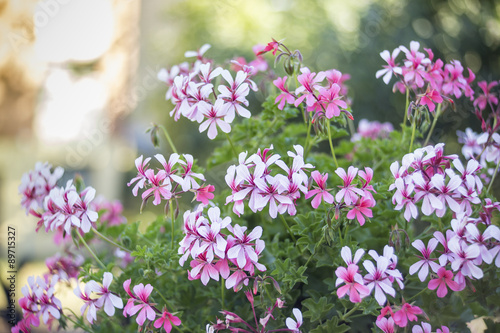 Fototapeta Naklejka Na Ścianę i Meble -  Pink bicolor geraniums in the home garden.