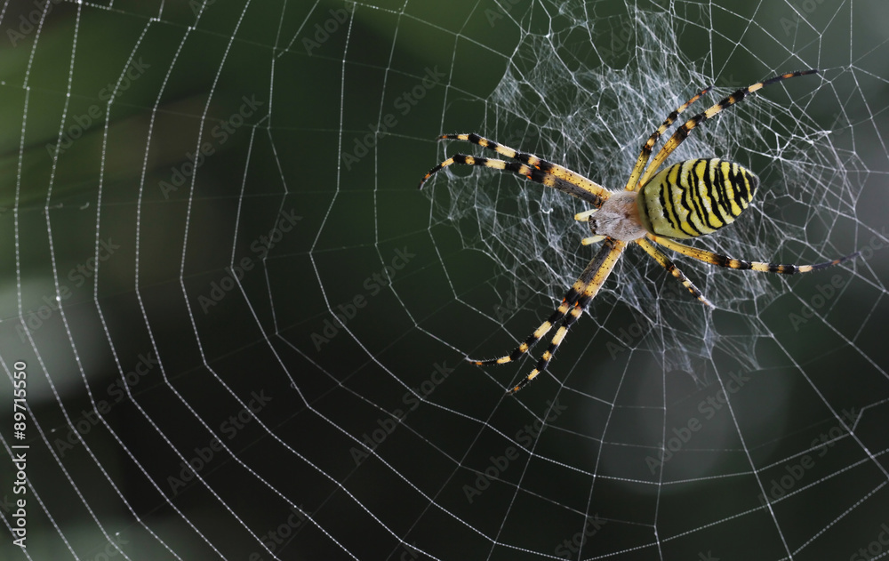 Wasp spider and grass with dew