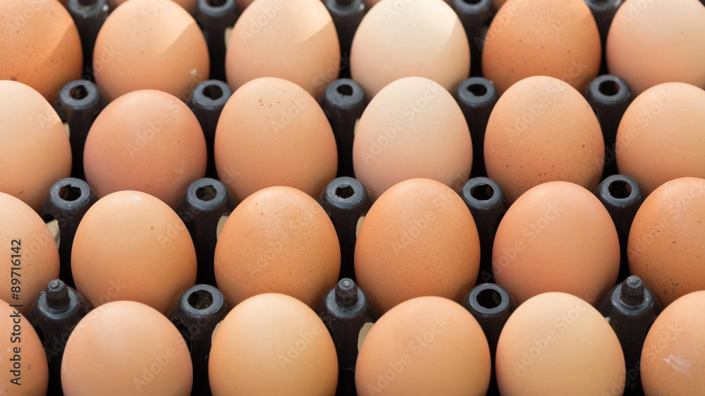 fresh organic eggs from chicken farm agriculture for sale fresh organic eggs from chicken farm agriculture for sale