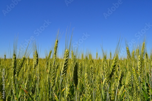Wheat field - it is not yet ripe!