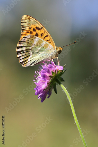 Silver-washed Fritillary (Argynnis paphia) butterfly photo