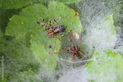 Funnel Web Weaver Grass Spiders out on his funnel web