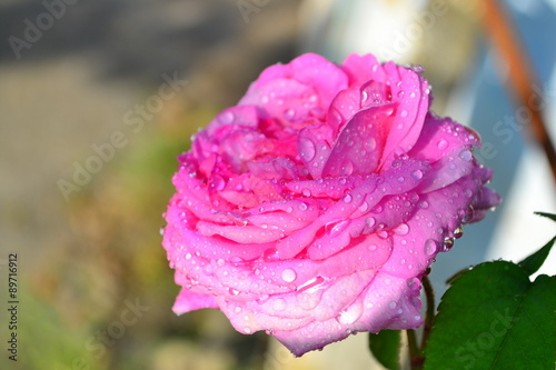 Pink Rose