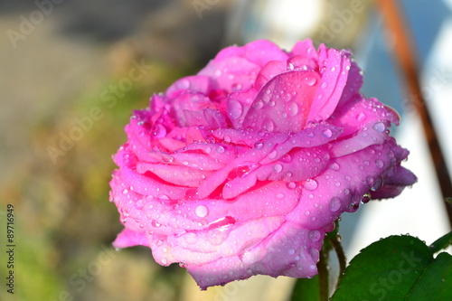 Pink Rose