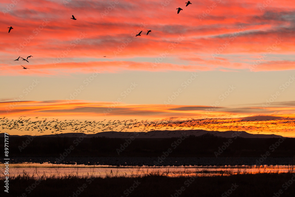 Snow Geese Flying Silhouetted at Sunrise