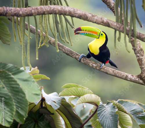 JUST THE TENDER END PLEASE...the Keel-billed Toucan (Ramphastos sulfuratus) has selected a particular piece of this hanging "bean" for lunch.  a joy to watch.  Photographed in the wild in Costa Rica