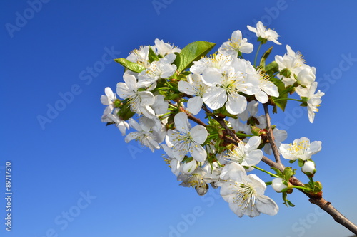 Cherry blossoms, springtime!