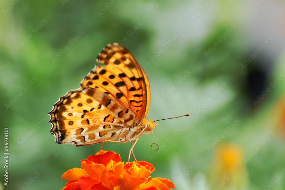 Obraz premium ヒョウモンチョウ