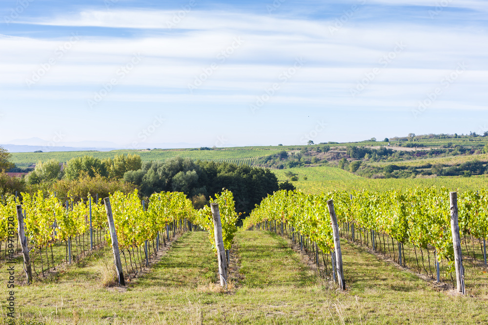 Fototapeta premium vineyard near Hnanice, Southern Moravia, Czech Republic