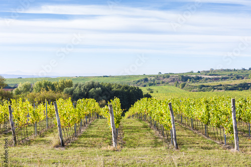 vineyard near Hnanice, Southern Moravia, Czech Republic