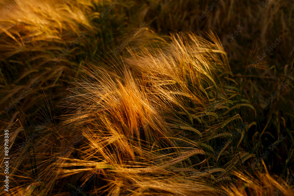 Soft Warm Barley Crop Plant Detail Soft Warm Barley Crop Plant Detail