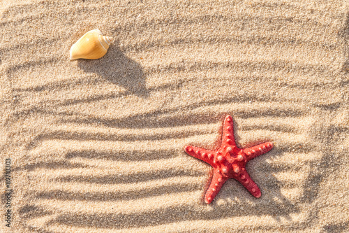Starfish and sea shells with sand as background