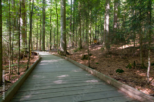 sentiero nel bosco