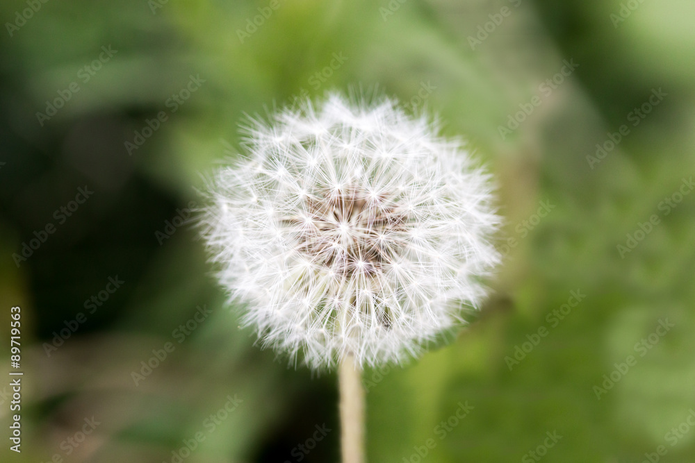 Grass flower