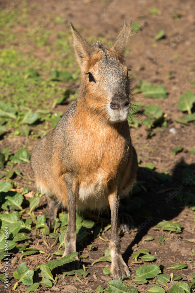Fototapeta premium Patagonian mara