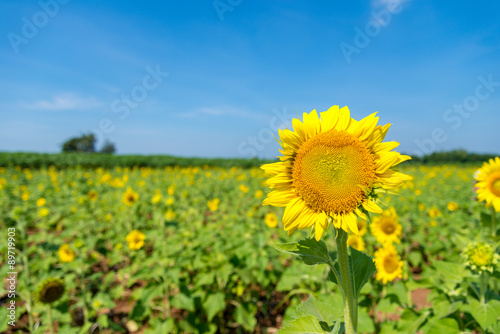Sun Flower field  Saraburi  Thailand