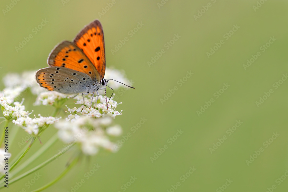 Fototapeta premium Large Copper butterfly Lycaena dispar on Anthriscus sylvestris, known as Cow Parsley, Wild Chervil, Wild Beaked Parsley, Keck, or Queen Anne's lace or Mother-die