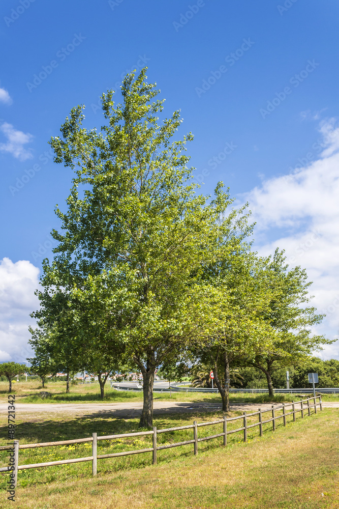 Trees and fence Trees and fence
