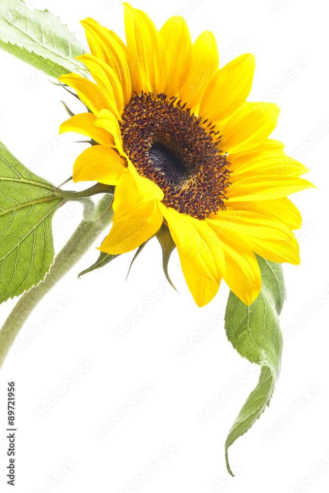 Obraz premium object