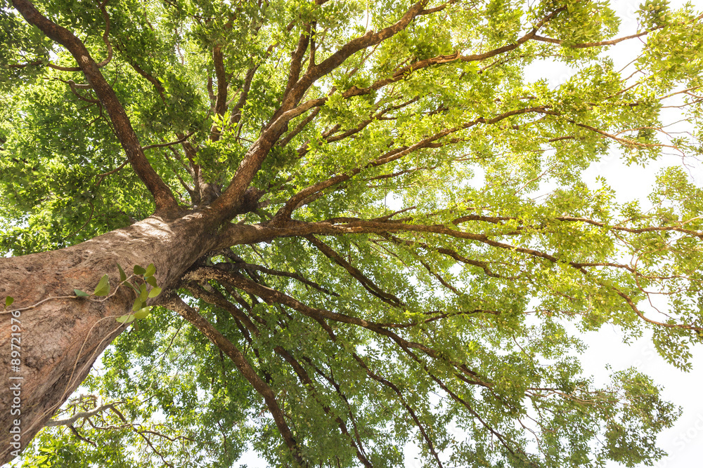 Fototapeta premium View bottom up of tree