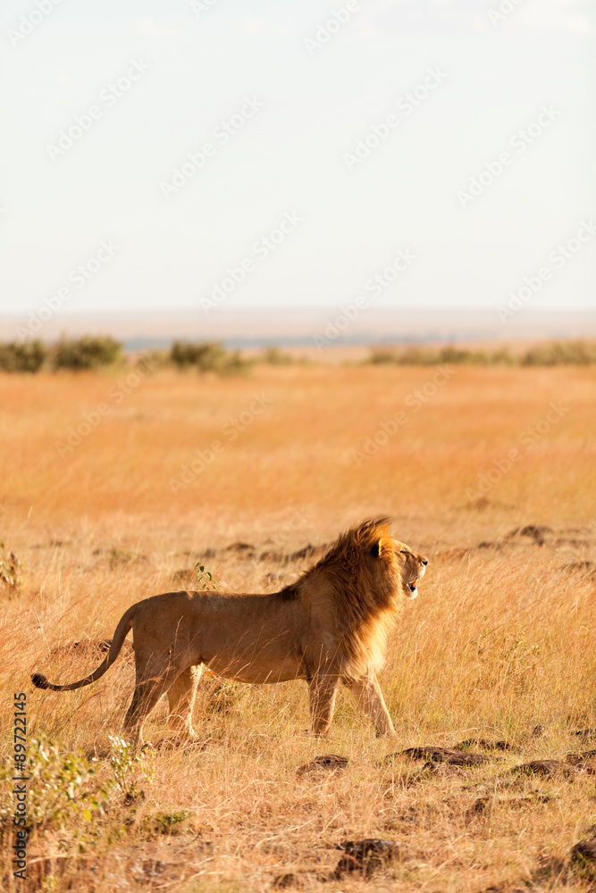 Obraz premium Male lion in Masai Mara