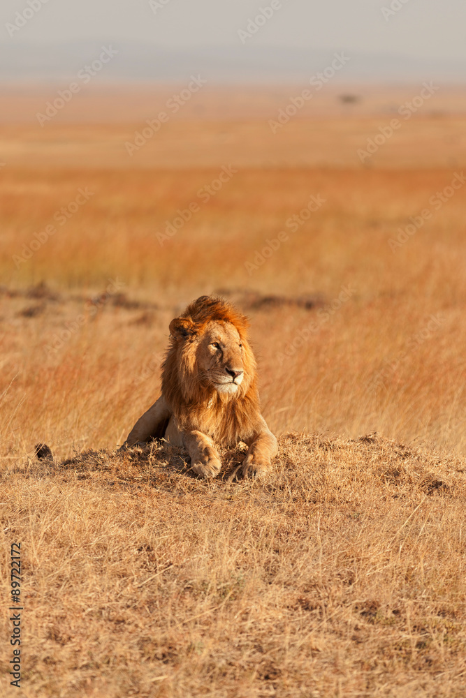 Obraz premium Male lion in Masai Mara