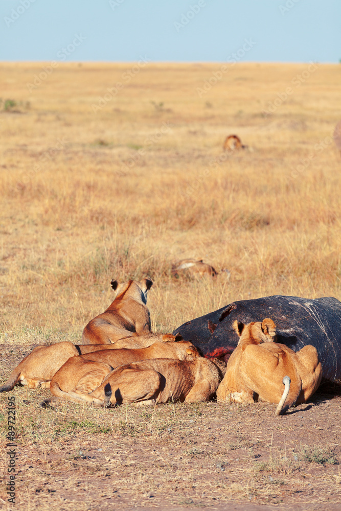 Fototapeta premium Pride of lions eating a pray in Masai Mara