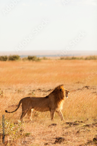 Fototapeta Naklejka Na Ścianę i Meble -  Male lion in Masai Mara