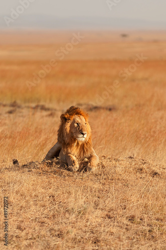 Male lion in Masai Mara
