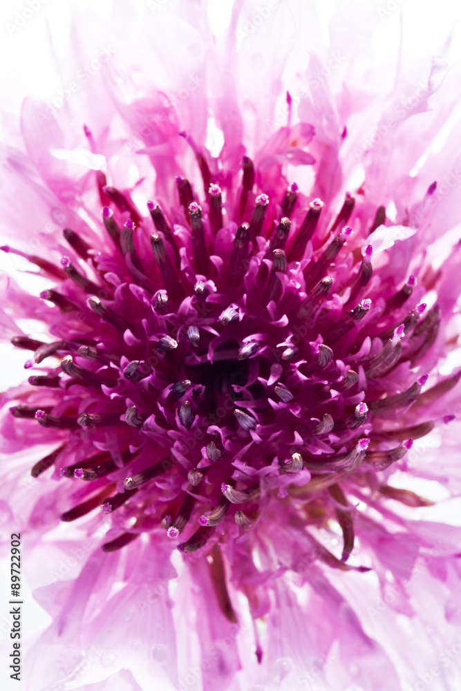 Obraz premium object