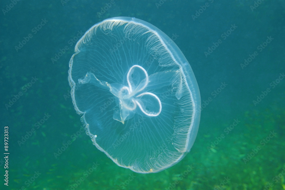 Fototapeta premium Moon jellyfish transparent underwater creature