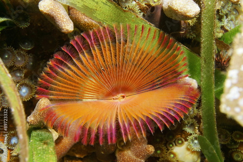 Split crown feather duster worm Anamobaea oerstedi