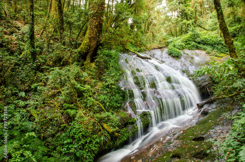 small waterfall in deep forest