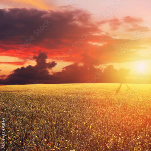 Golden Sunset Over Field with Barley © HeavenMan