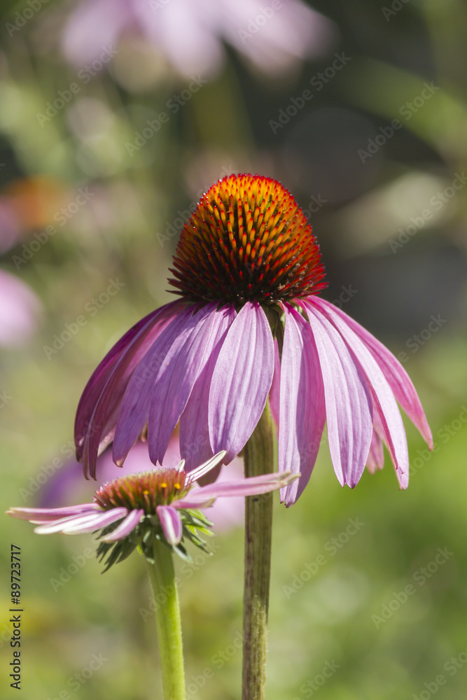 echinacea in the garden echinacea in the garden