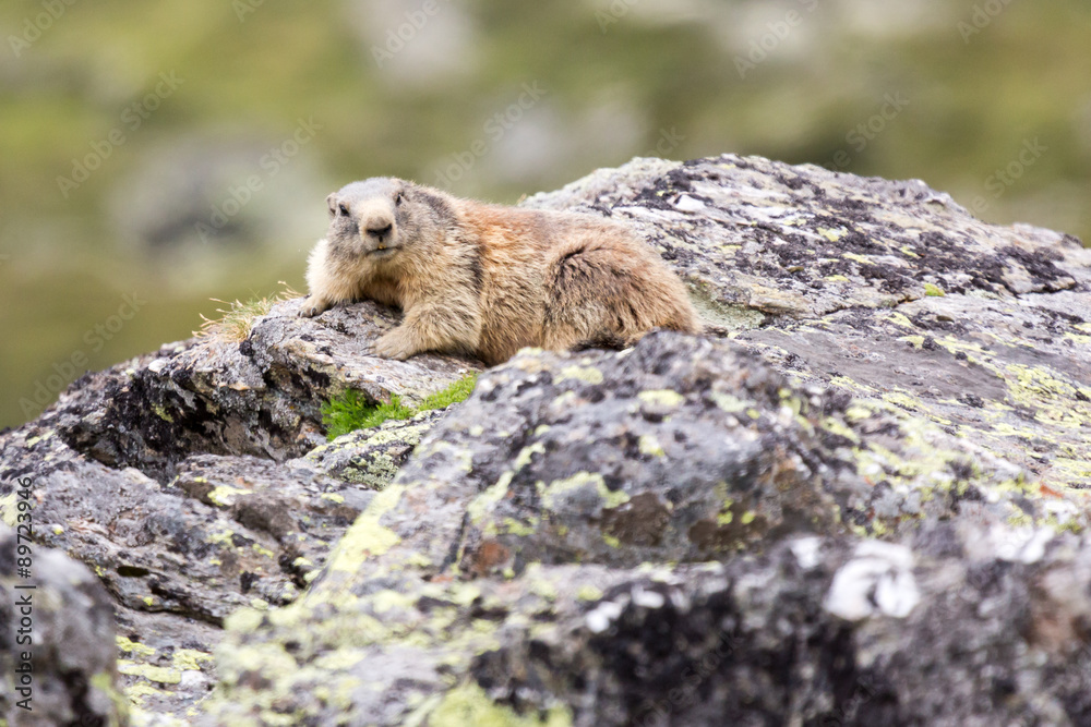 Marmotte des alpes sur un rocher Marmotte des alpes sur un rocher
