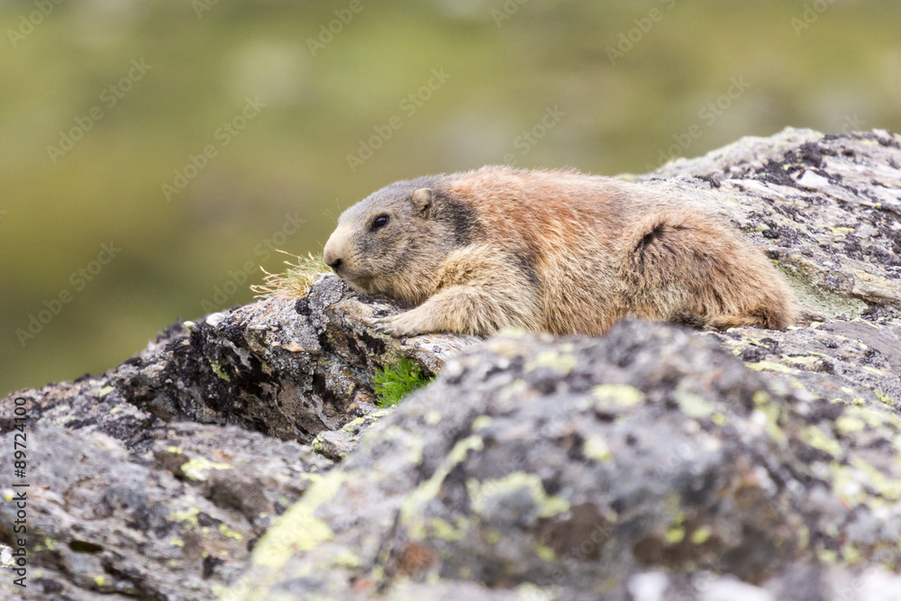 Marmotte des alpes sur un rocher Marmotte des alpes sur un rocher