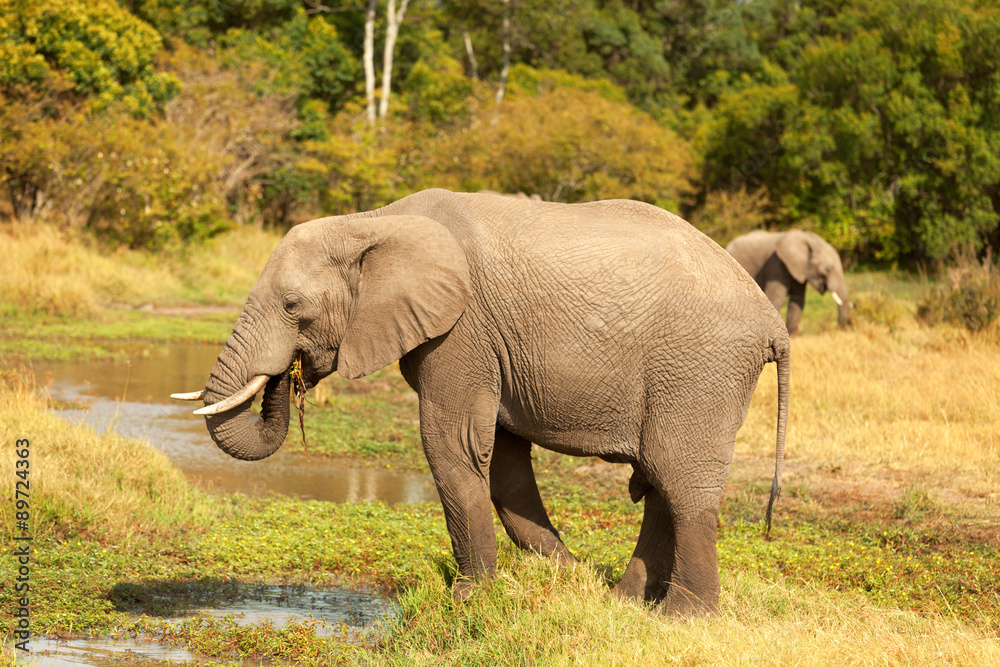 Elephant in Masai Mara
