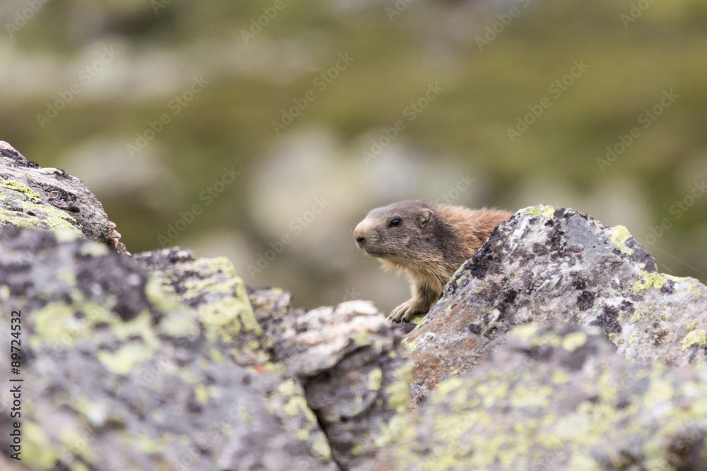 Petite marmotte sur un rocher Petite marmotte sur un rocher