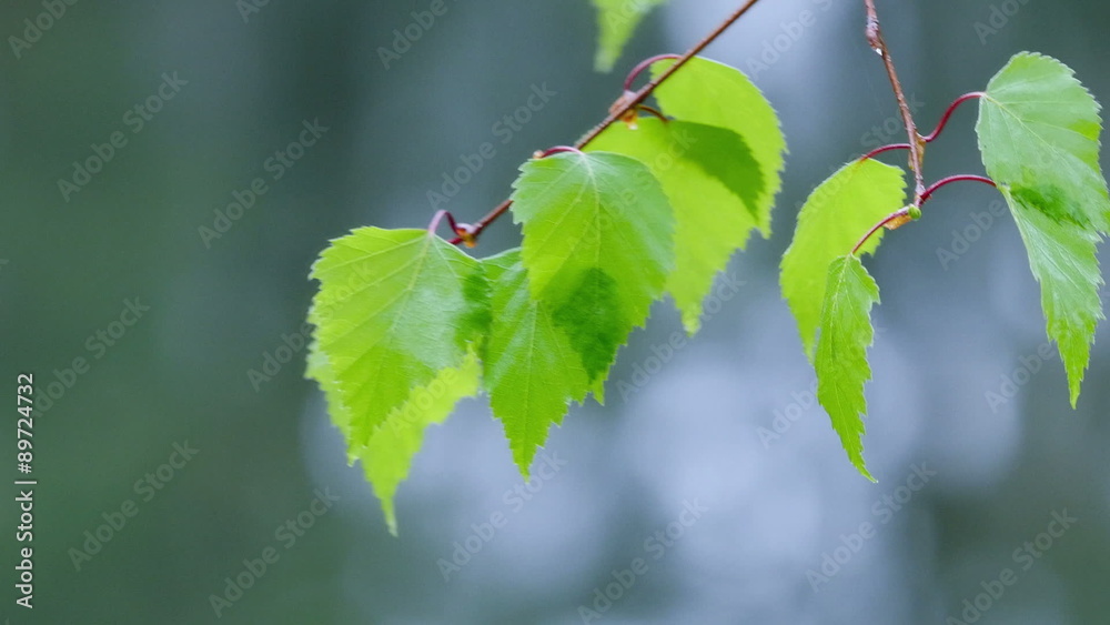 Green birch leaves in wind. Leaves of a tree swaying in the wind. Green birch leaves in wind. Leaves of a tree swaying in the wind.