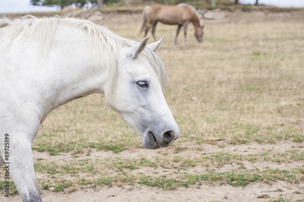 horse