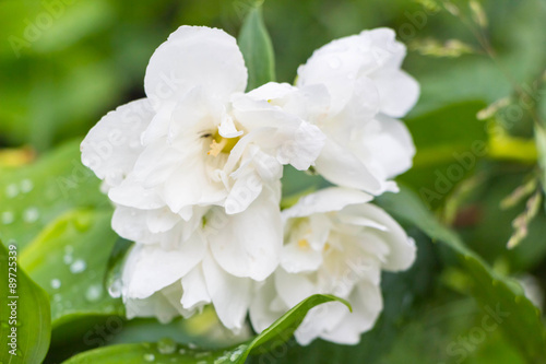 White Jasmine, Green leafes, summer blossom © 4iffa