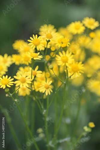 Yellow flowers - nature background