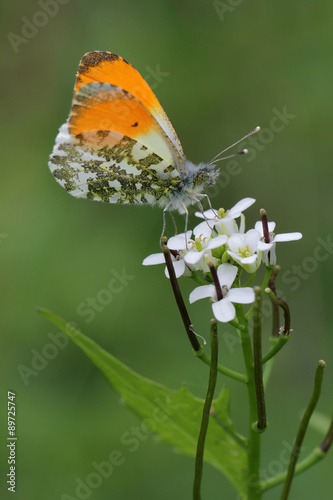 Flowering Garlic mustard (Alliaria petiolata) with Orange Tip butterfly