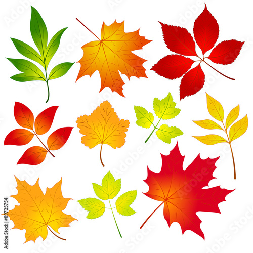 A set of colorful vector autumn leaves 