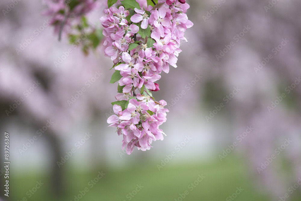 Cherry Tree in Bloom Cherry Tree in Bloom